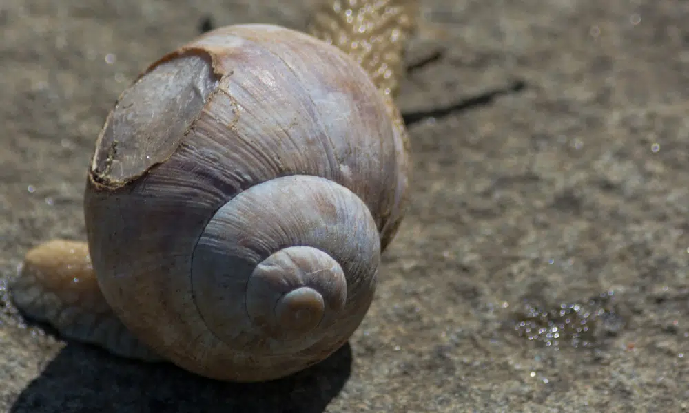 can-snails-fix-their-shells-pests-banned