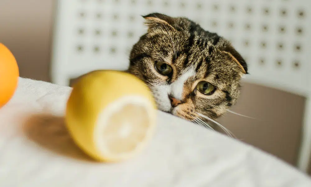 Diy citrus on sale spray for cats