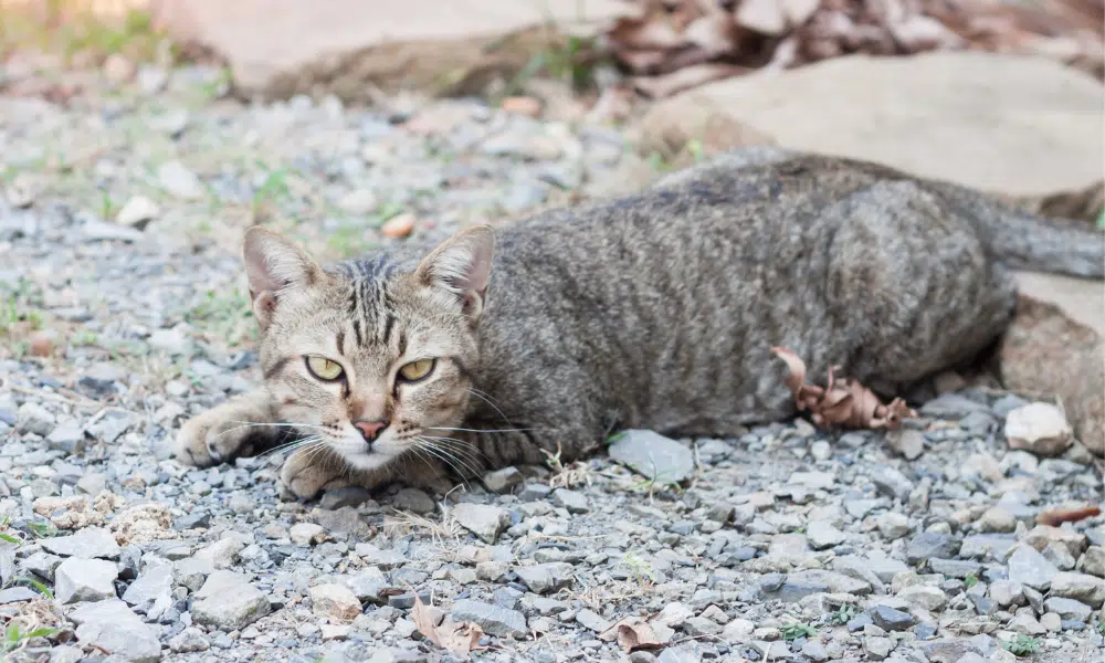 cat gravel